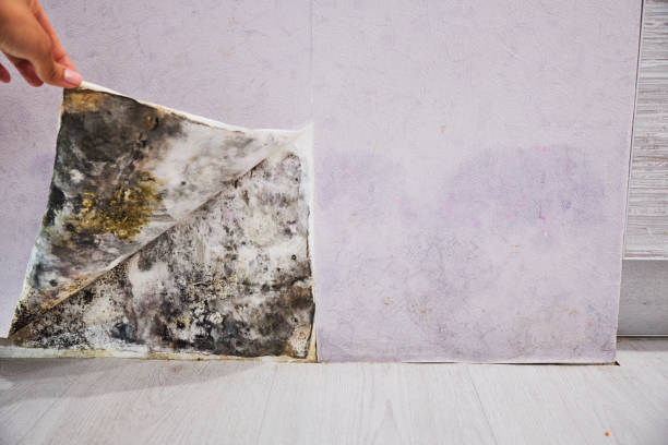 Best DIY Mold Remediation Support Services in Chino Valley, AZ